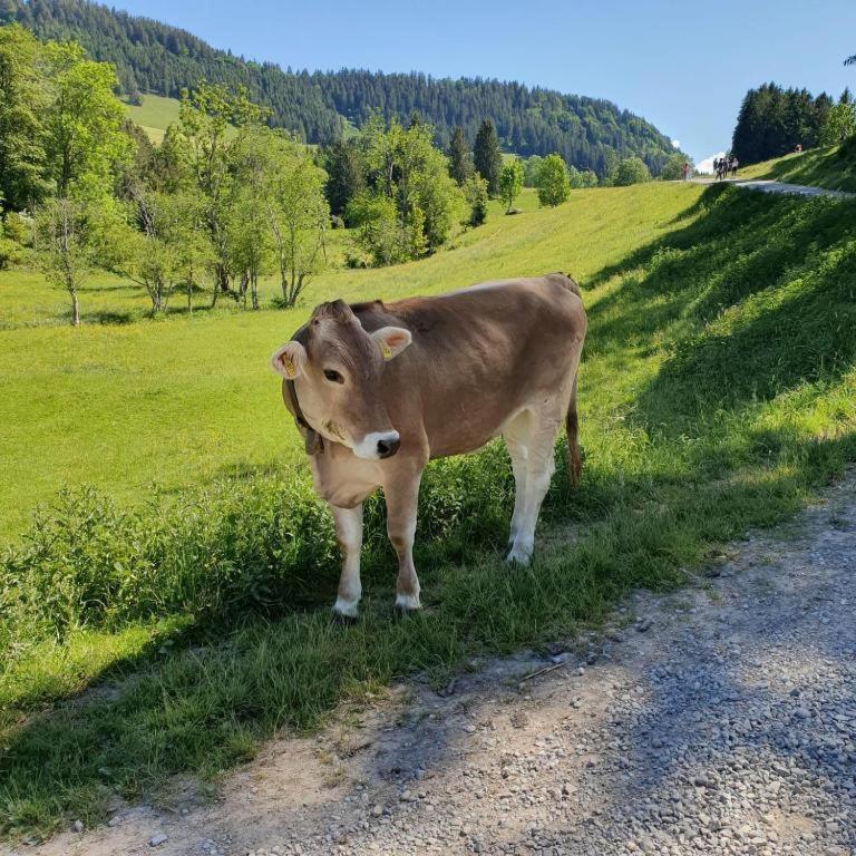 Ferienwohnung Allgaeuglueck Im Ferienpark Oberallgaeu Mit Hallenbad, Sauna, Wlan 미센 윌햄스 외부 사진